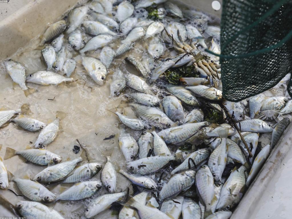 ការស្វែងយល់អំពីកម្មវិធីសាស្រានៅកម្ពុជា